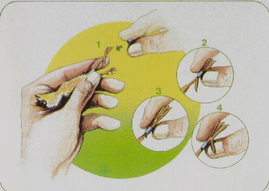 ANILLADO DE CANARIOS